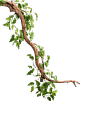 Right Tree