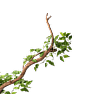Menu Bottom Tree